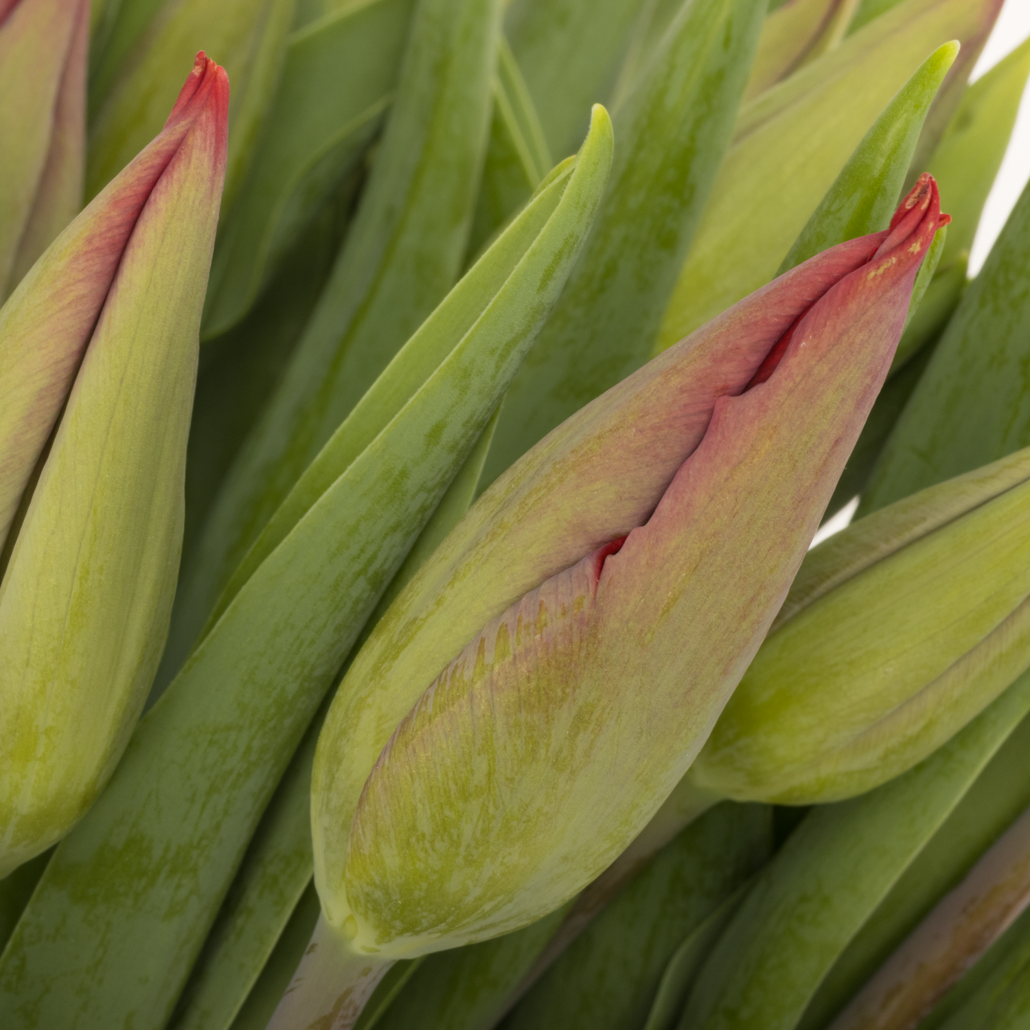 Tulpe rot Red Gold 32 Gramm