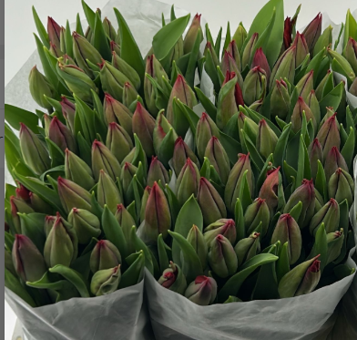 Tulpe rot Red Gold 32 Gramm