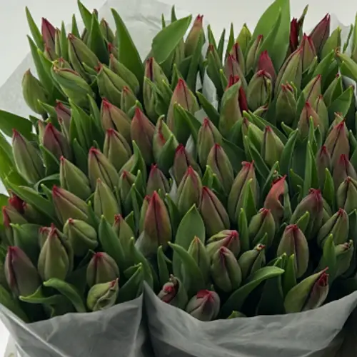 Tulpe rot Red Gold 32 Gramm