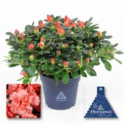 Azalea hell rot Magic T13 H025