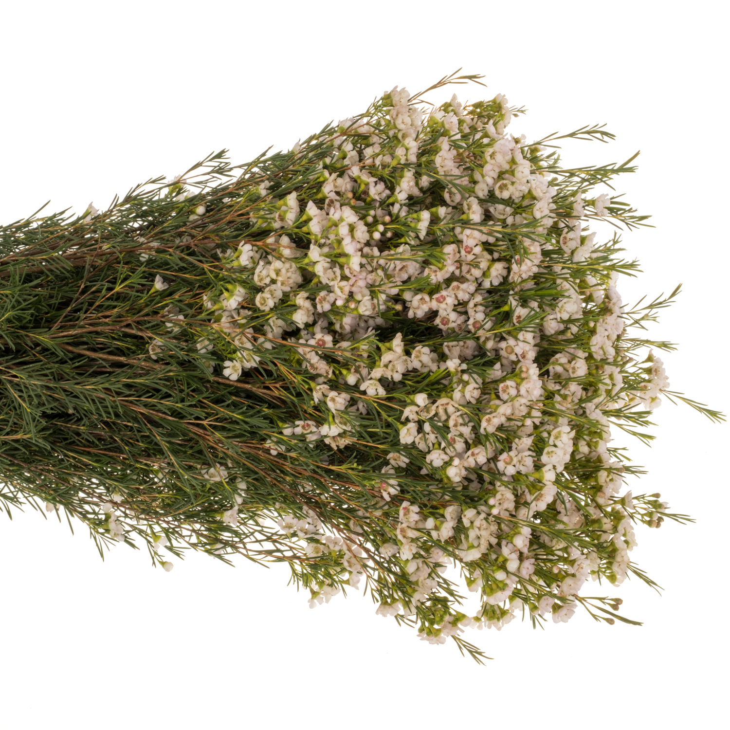 Wachsflower creme Eve 70 Gramm 80cm