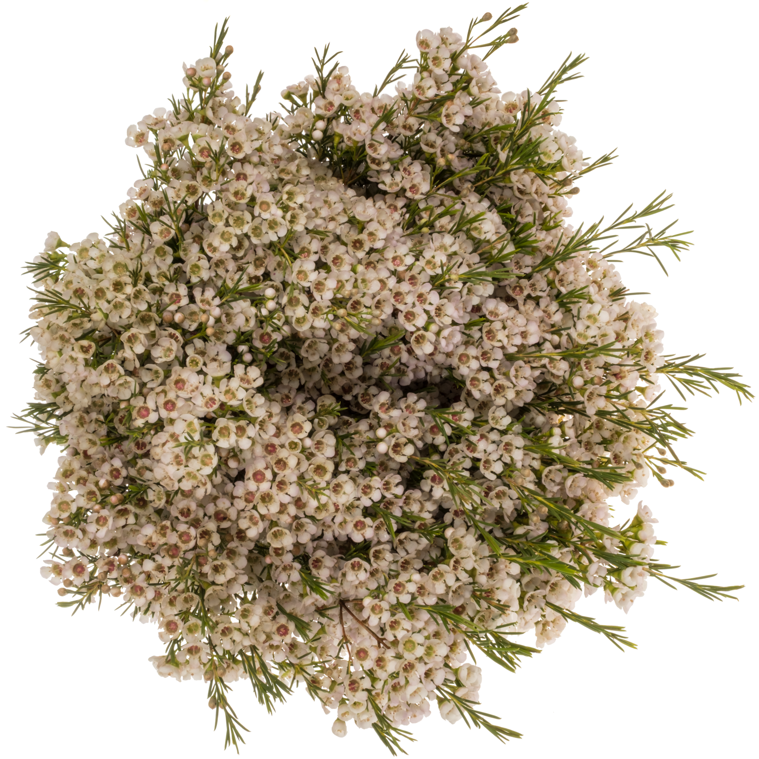 Wachsflower creme Eve 70 Gramm 80cm