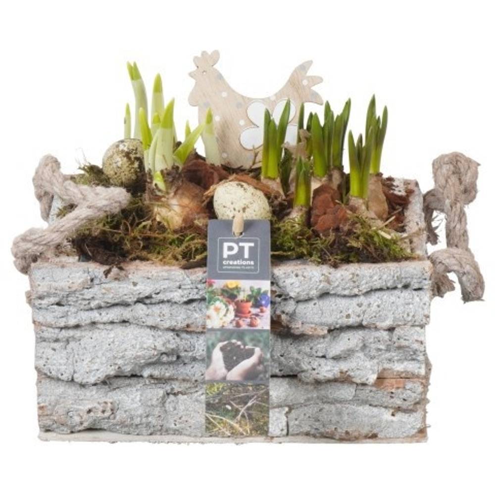 Zwiebel.Arr mix PTBMP5731 Ostern T20 H019
