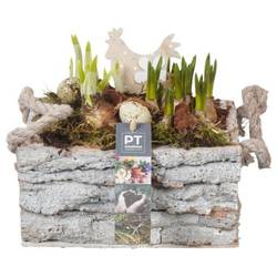 Zwiebel.Arr mix PTBMP5731 Ostern T20 H019