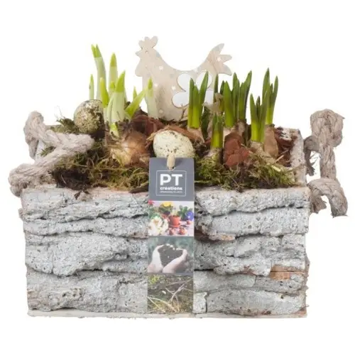 Zwiebel.Arr mix PTBMP5731 Ostern T20 H019