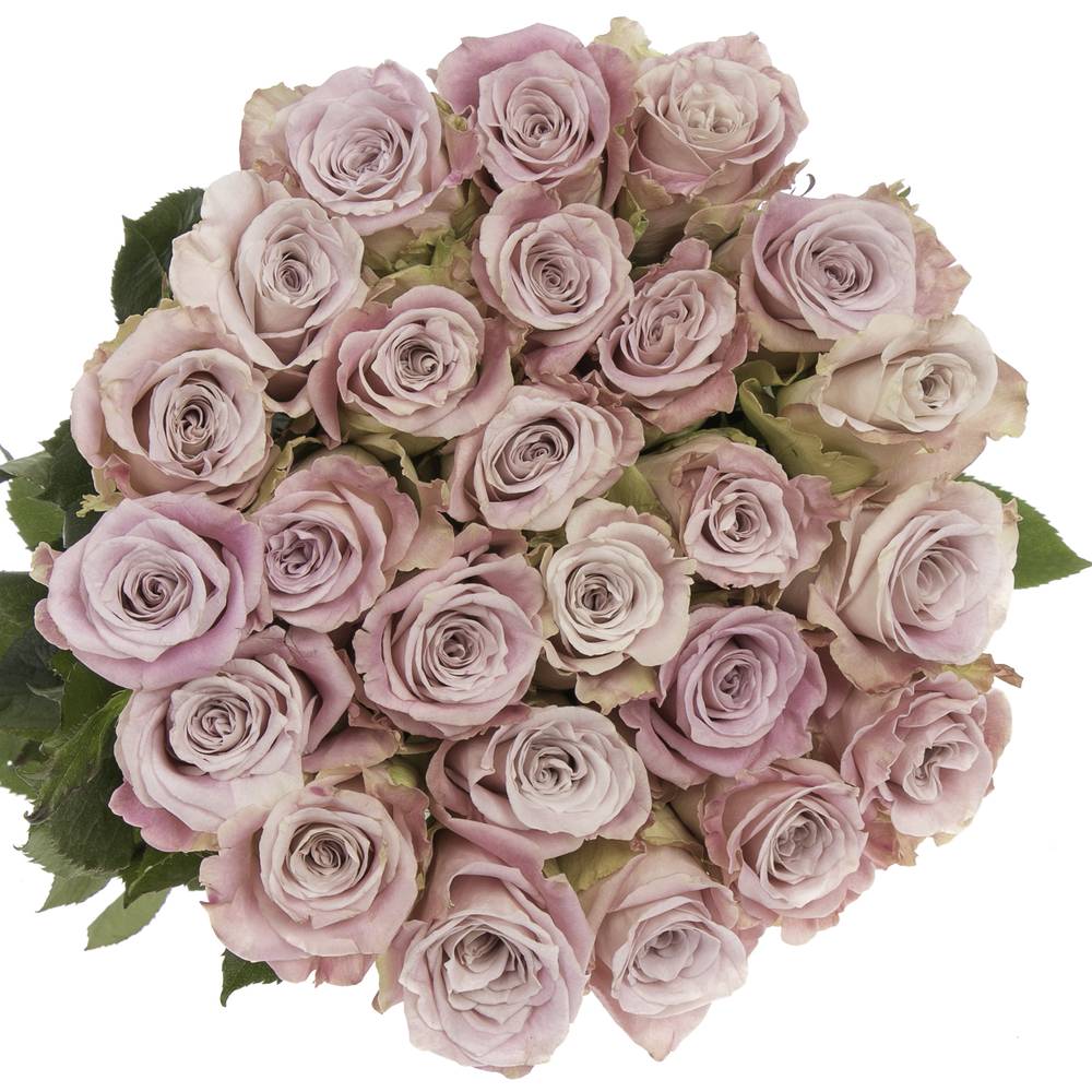 Rose rosa Faith (Ec) 40cm