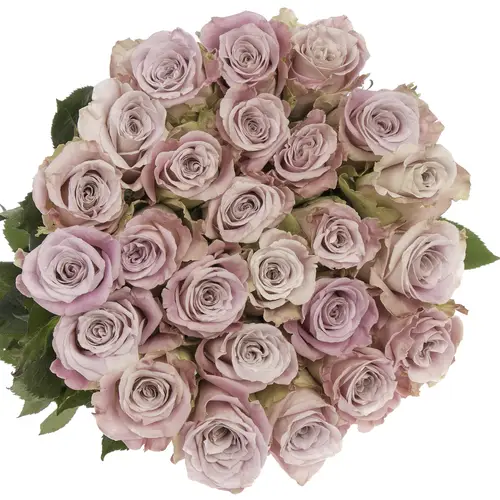 Rose rosa Faith (Ec) 40cm