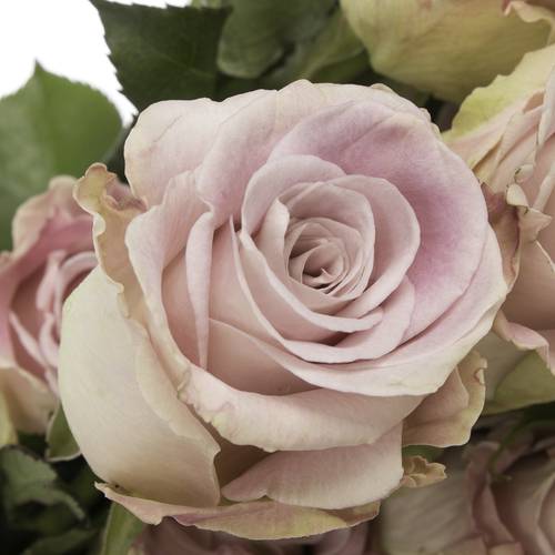 Rose rosa Faith (Ec) 40cm