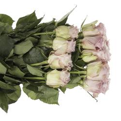 Rose rosa Faith (Ec) 40cm