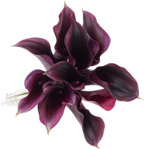 Calla lila Rudolph 50cm