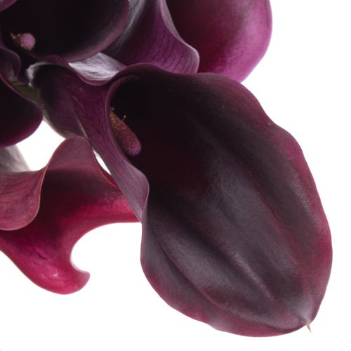 Calla lila Rudolph 50cm
