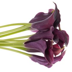 Calla lila Rudolph 50cm