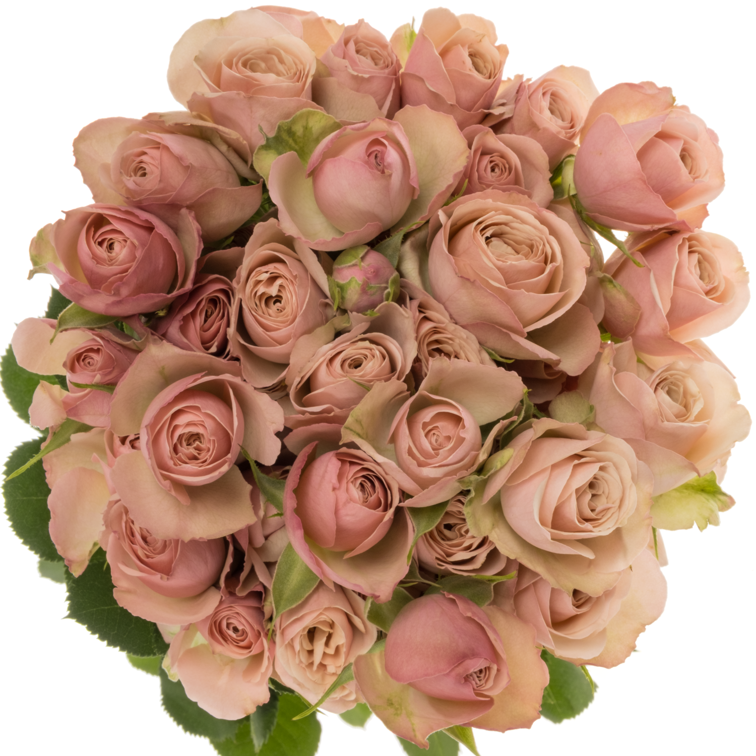 Rose verzweigt rosa/lachs Destini 5+Blüte 80cm