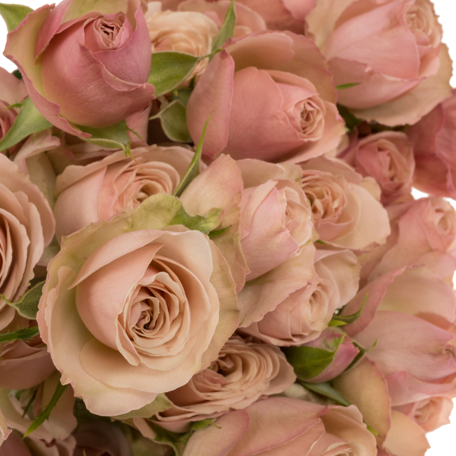 Rose verzweigt rosa/lachs Destini 5+Blüte 80cm
