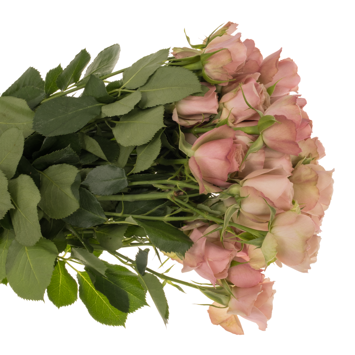 Rose verzweigt rosa/lachs Destini 5+Blüte 80cm