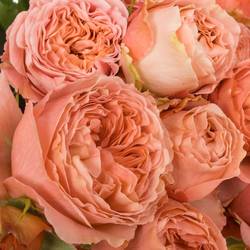 Rose verzweigt lachs Bella Trendsetter 4+Blüte 70cm