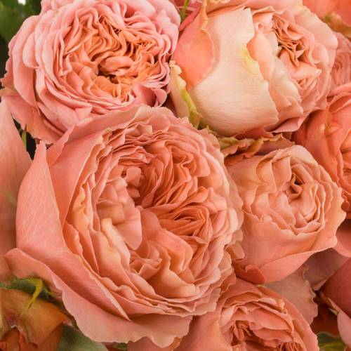 Rose verzweigt lachs Bella Trendsetter 4+Blüte 70cm