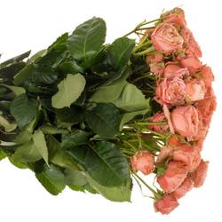 Rose verzweigt lachs Bella Trendsetter 4+Blüte 70cm
