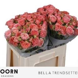 Rose verzweigt lachs Bella Trendsetter 4+Blüte 70cm