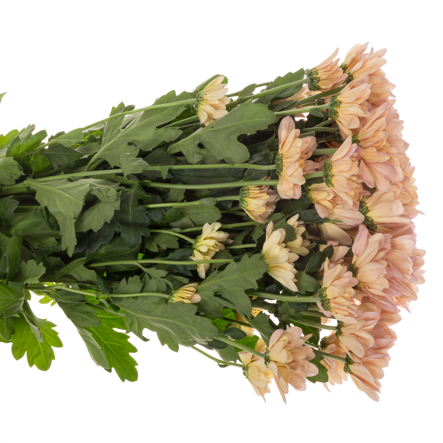 Chrys.Tros apricot Resq Peach 95Gramm 70cm