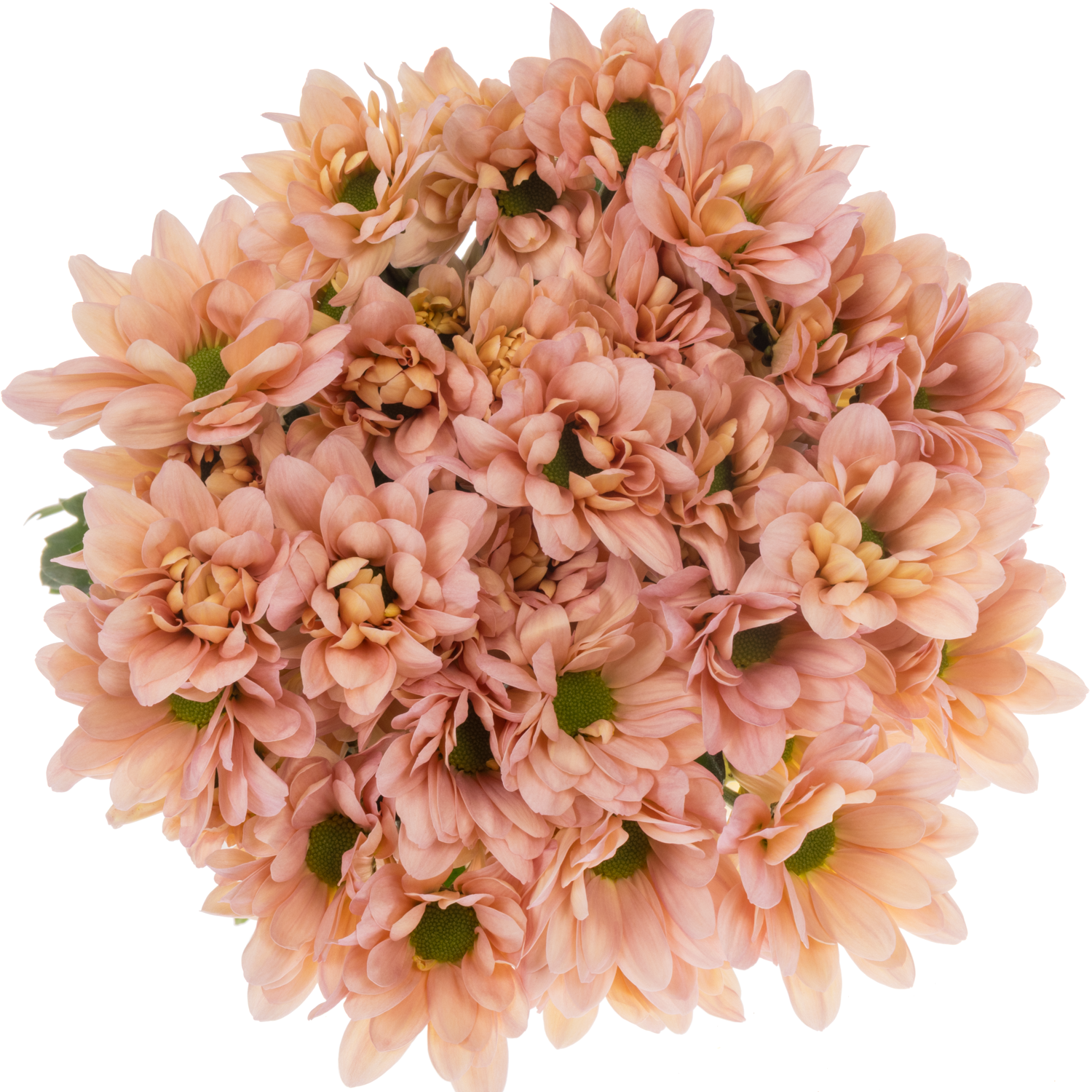 Chrys.Tros apricot Resq Peach 95Gramm 70cm