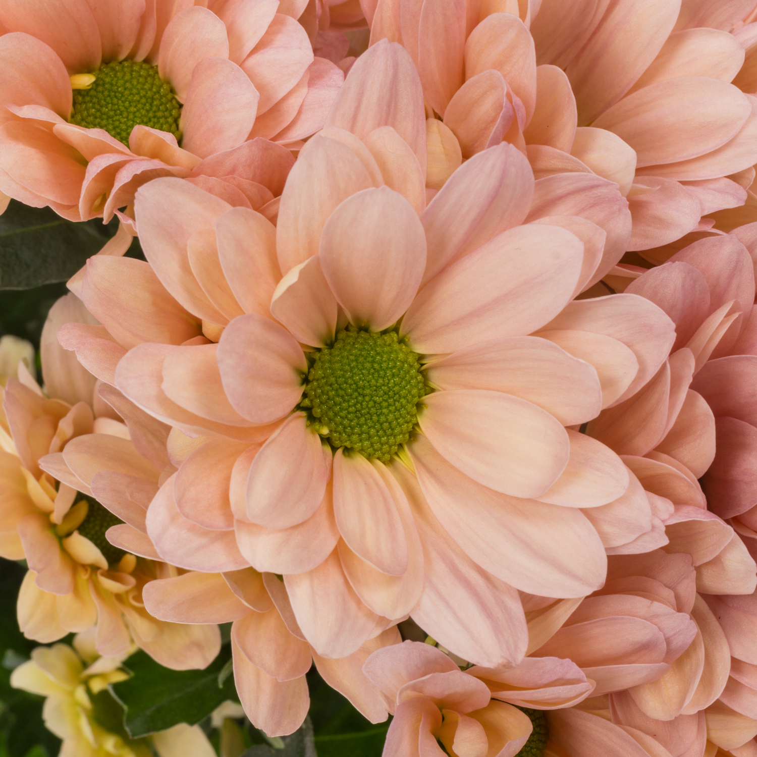 Chrys.Tros apricot Resq Peach 95Gramm 70cm