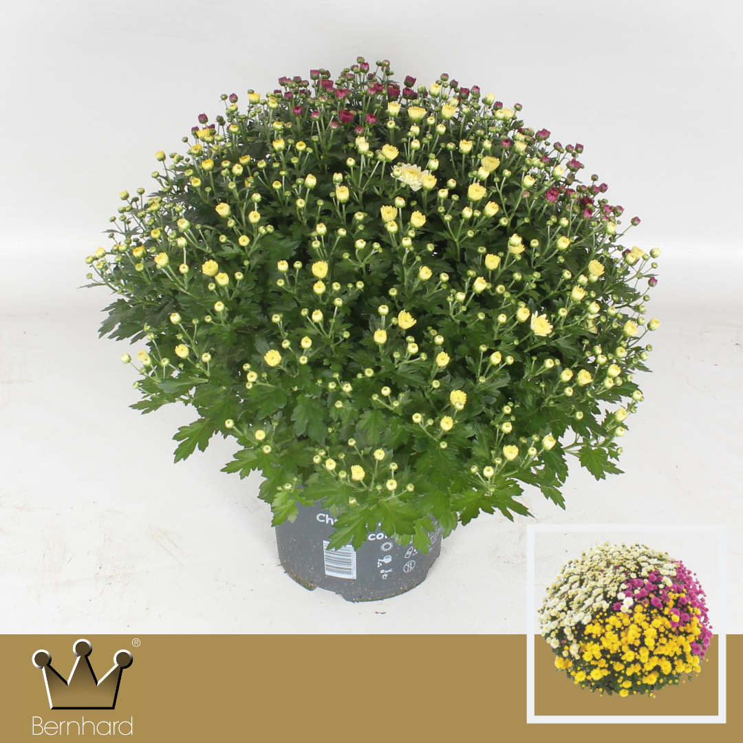 Chrysantheme Kugel mix trio Jasoda T19 H045