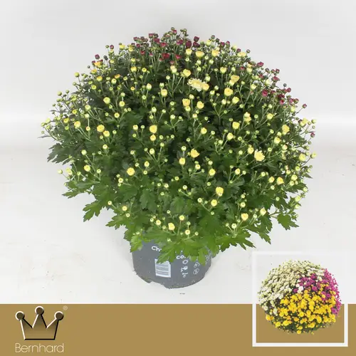 Chrysantheme Kugel mix trio Jasoda T19 H045