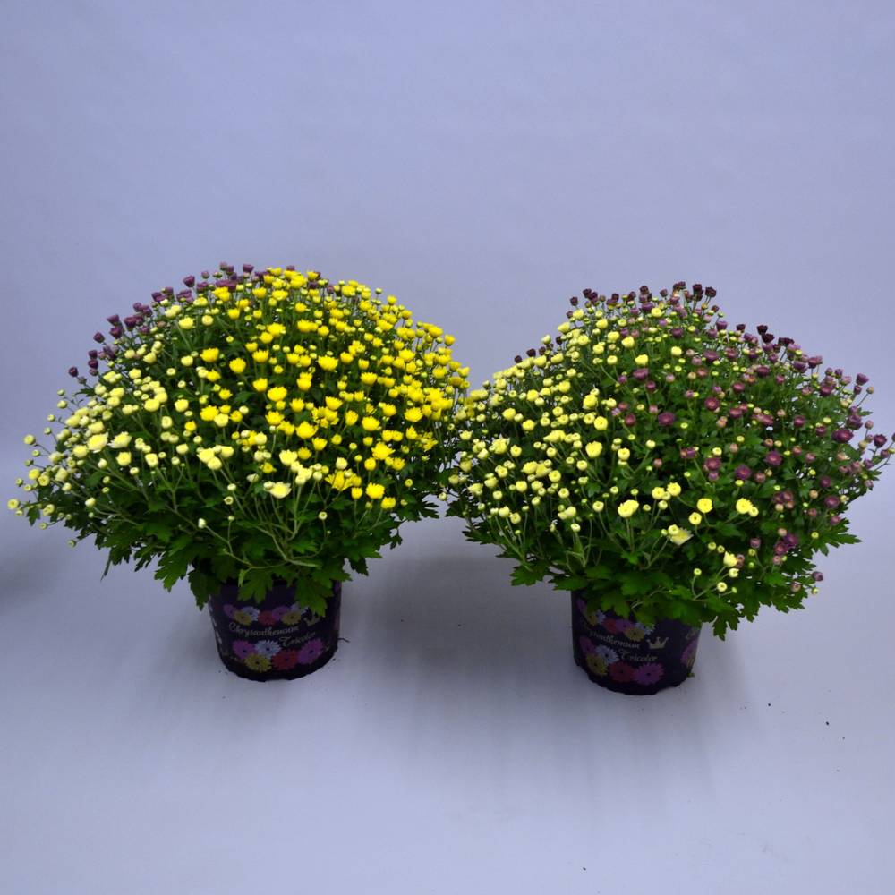 Chrys.trio Jasoda T19 H045
