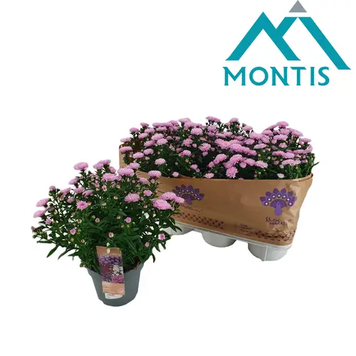 Astern rosa Showmaker Endless T14 H025