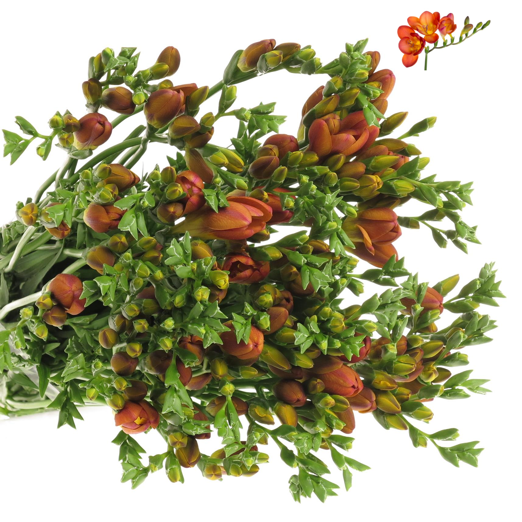 Freesie orange Bastogne 24 Gramm
