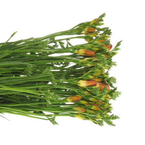 Freesie orange Bastogne 24 Gramm