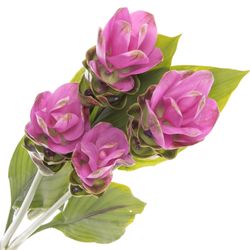 Curcuma lila Siam Shadow 60cm