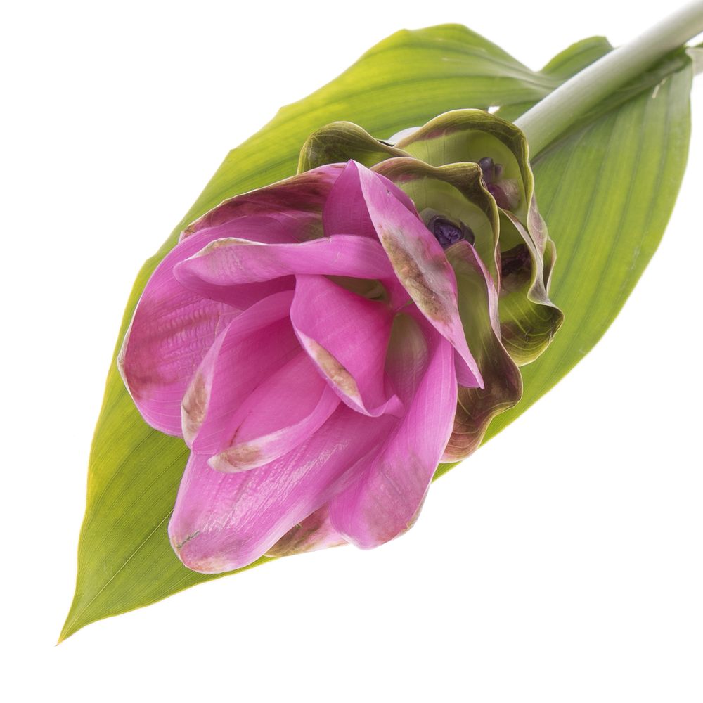 Curcuma lila Siam Shadow 60cm