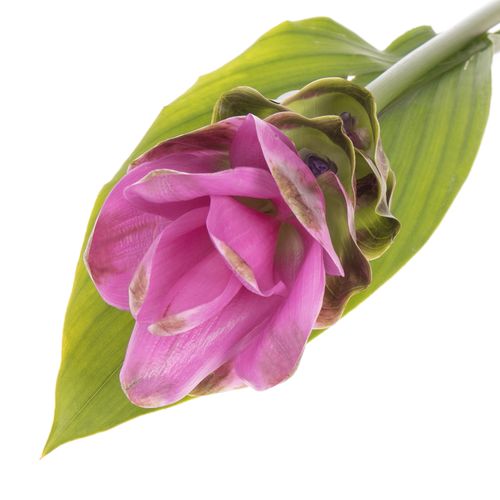 Curcuma lila Siam Shadow 60cm