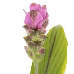 Curcuma lila Siam Shadow 60cm
