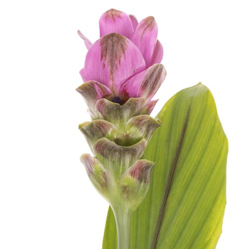 Curcuma lila Siam Shadow 60cm