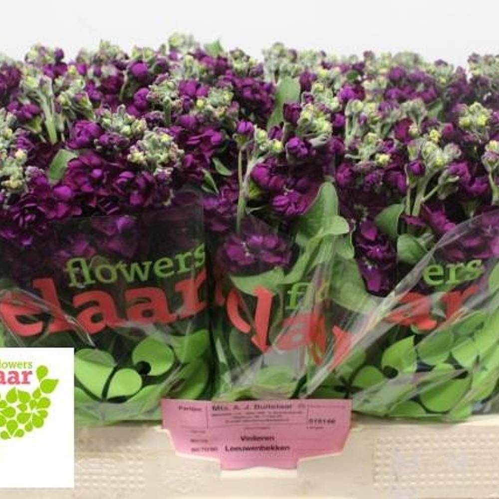 Levkoje dunkel lila Anytime Purple 55cm