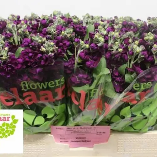 Levkoje dunkel lila Anytime Purple 55cm