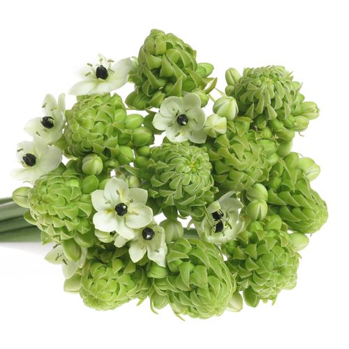 Ornithogalum weiss Arabicum 90cm