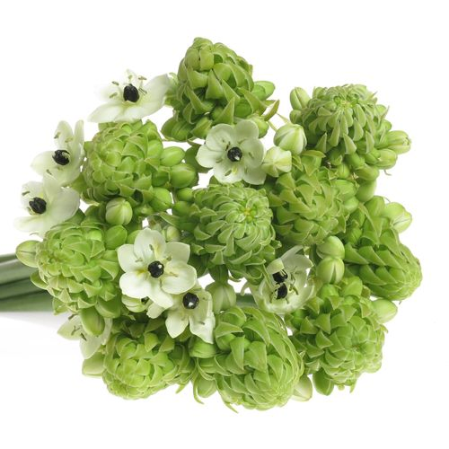 Ornithogalum weiss Arabicum 90cm
