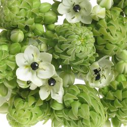 Ornithogalum weiss Arabicum 90cm