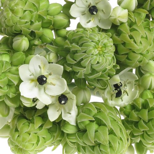 Ornithogalum weiss Arabicum 90cm