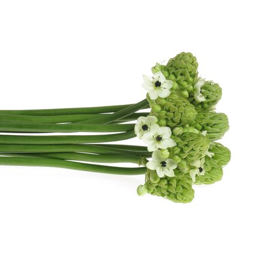 Ornithogalum weiss Arabicum 90cm