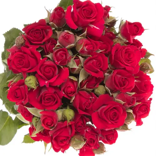 Rose verzweigt rot Mirabel 4+Blüte 50cm
