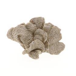 Koralle Ozean braun 17x11x11cm