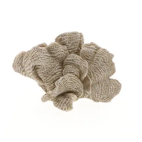 Koralle Ozean braun 17x11x11cm