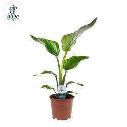 Strelitzia Nicolai T14 H040