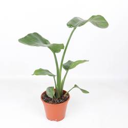 Strelitzia Nicolai T14 H040
