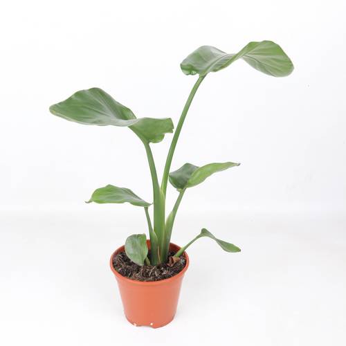 Strelitzia Nicolai T14 H040